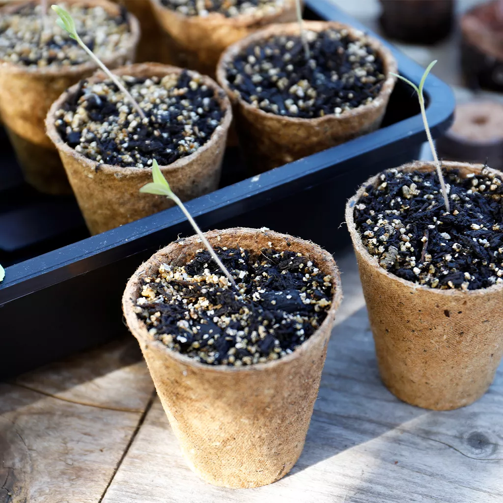 Gro-Sure Fibre Pots Round 8cm 48pk - Image 2