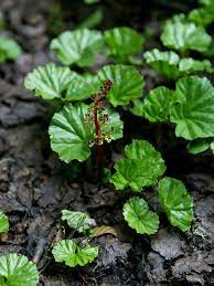Gunnera magellanica P9 - Image 2