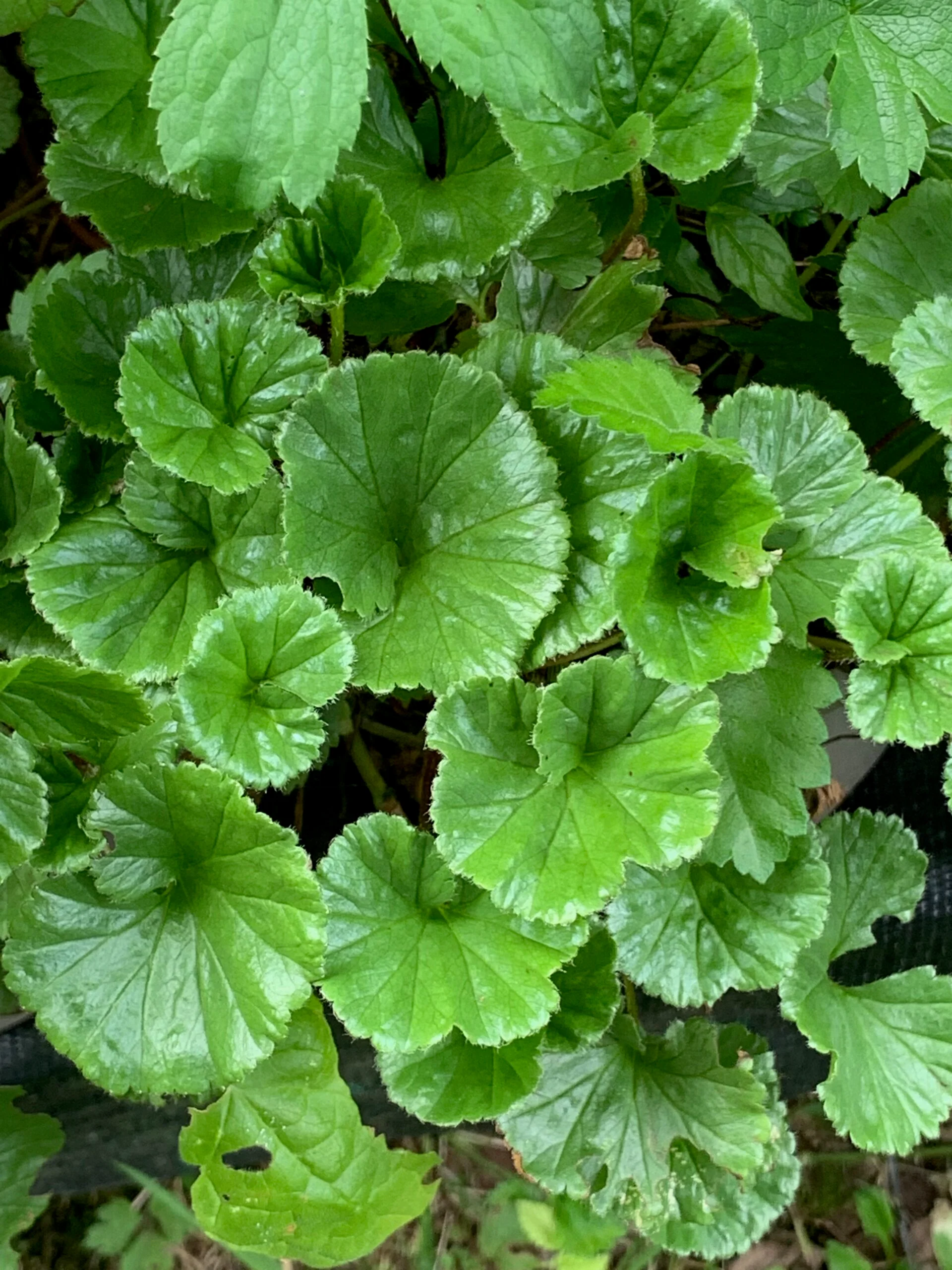 Gunnera magellanica P9 - Image 3