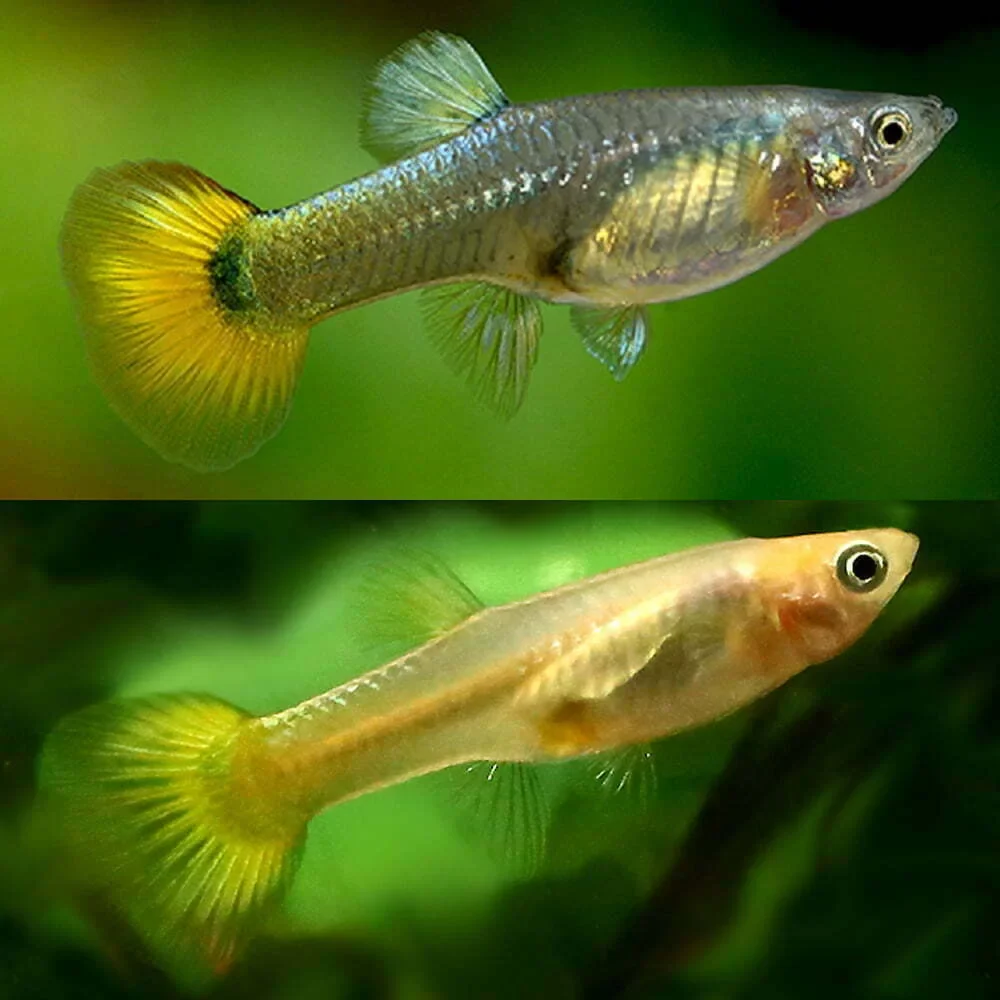 Guppy Female Mix (L)