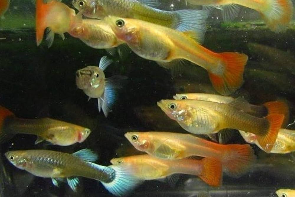 Guppy Female Mix (L) - Image 2