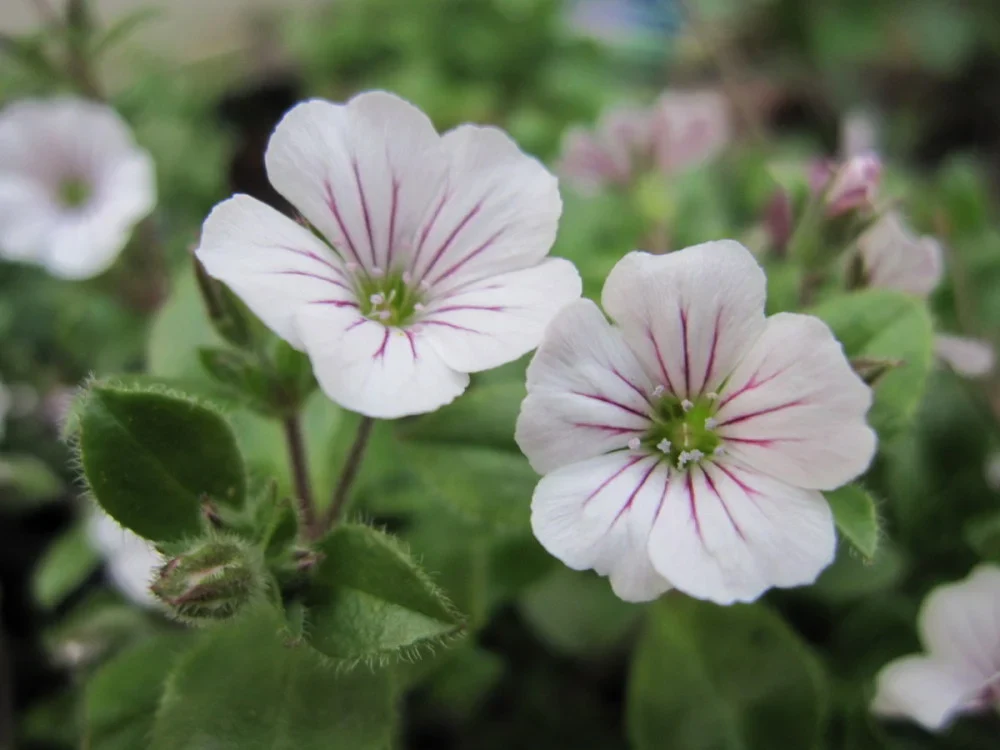 Gypsophila Cerastioides 9cm - Image 2