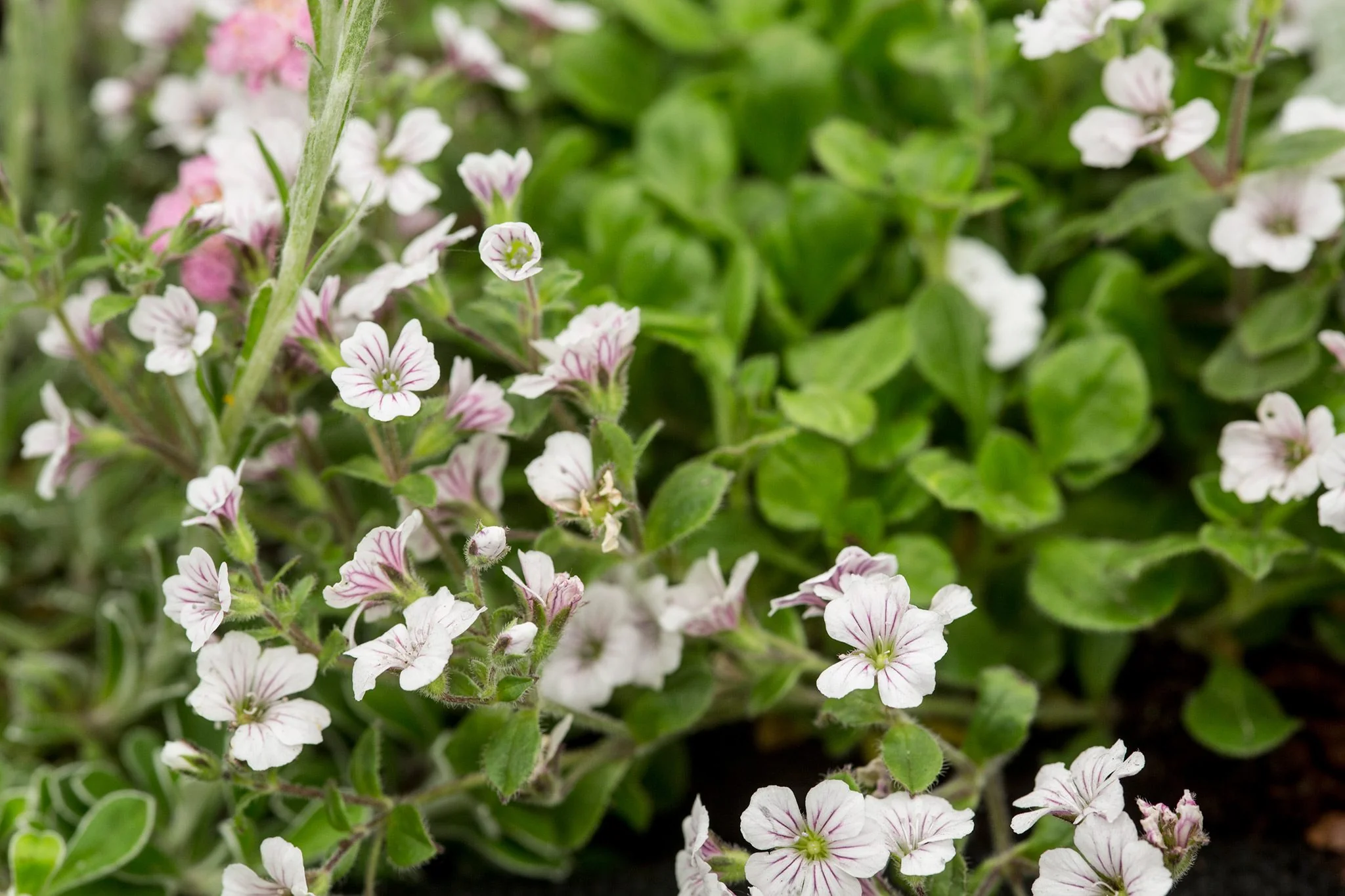 Gypsophila Cerastioides 9cm - Image 3