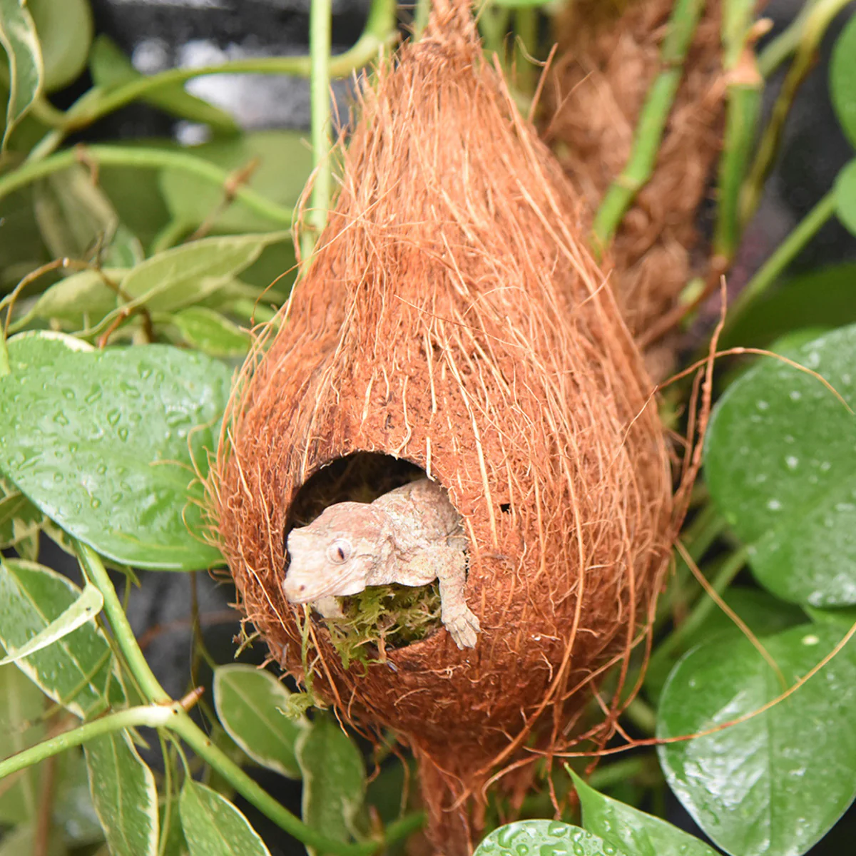 Habistat Arboreal Hide - Image 4
