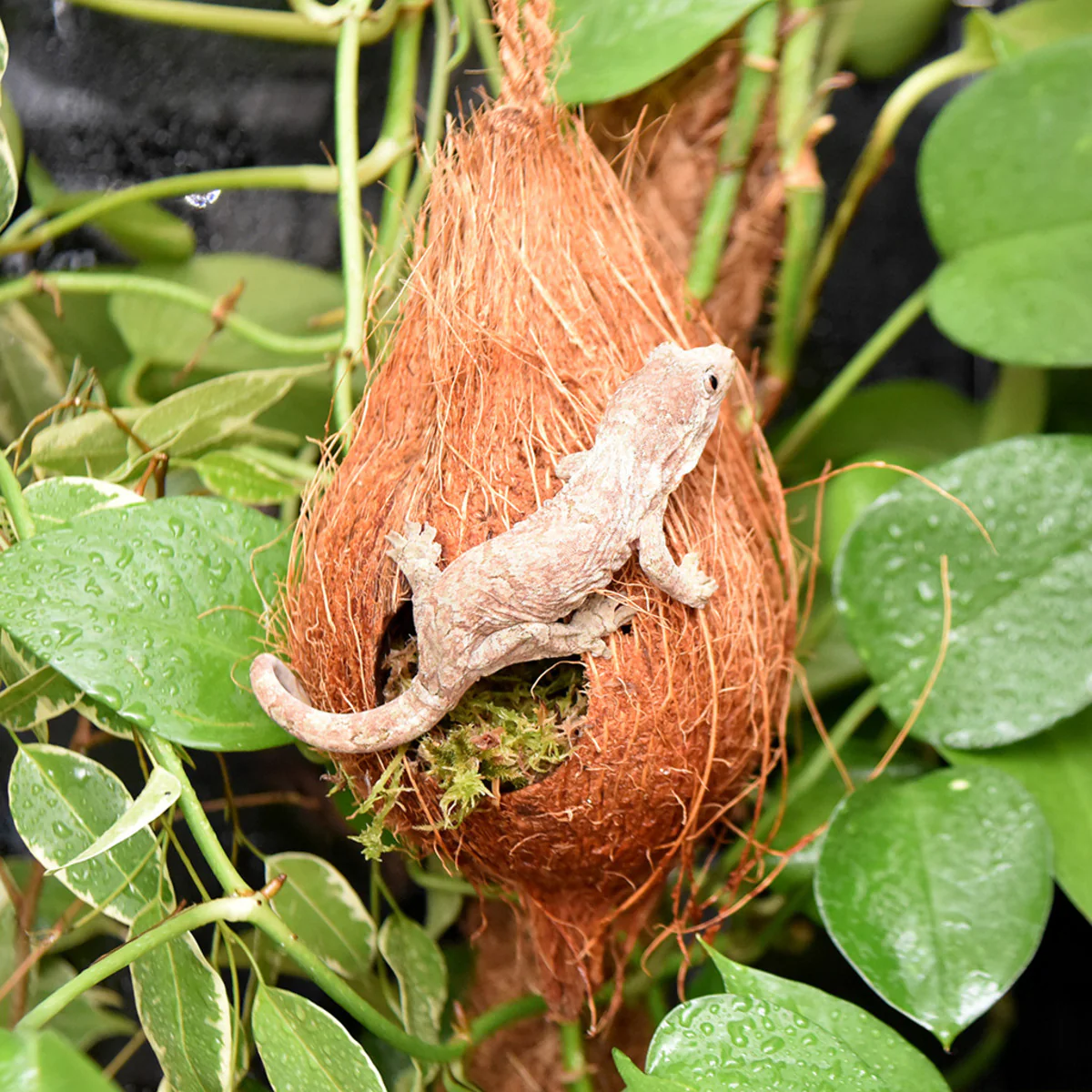 Habistat Arboreal Hide - Image 5
