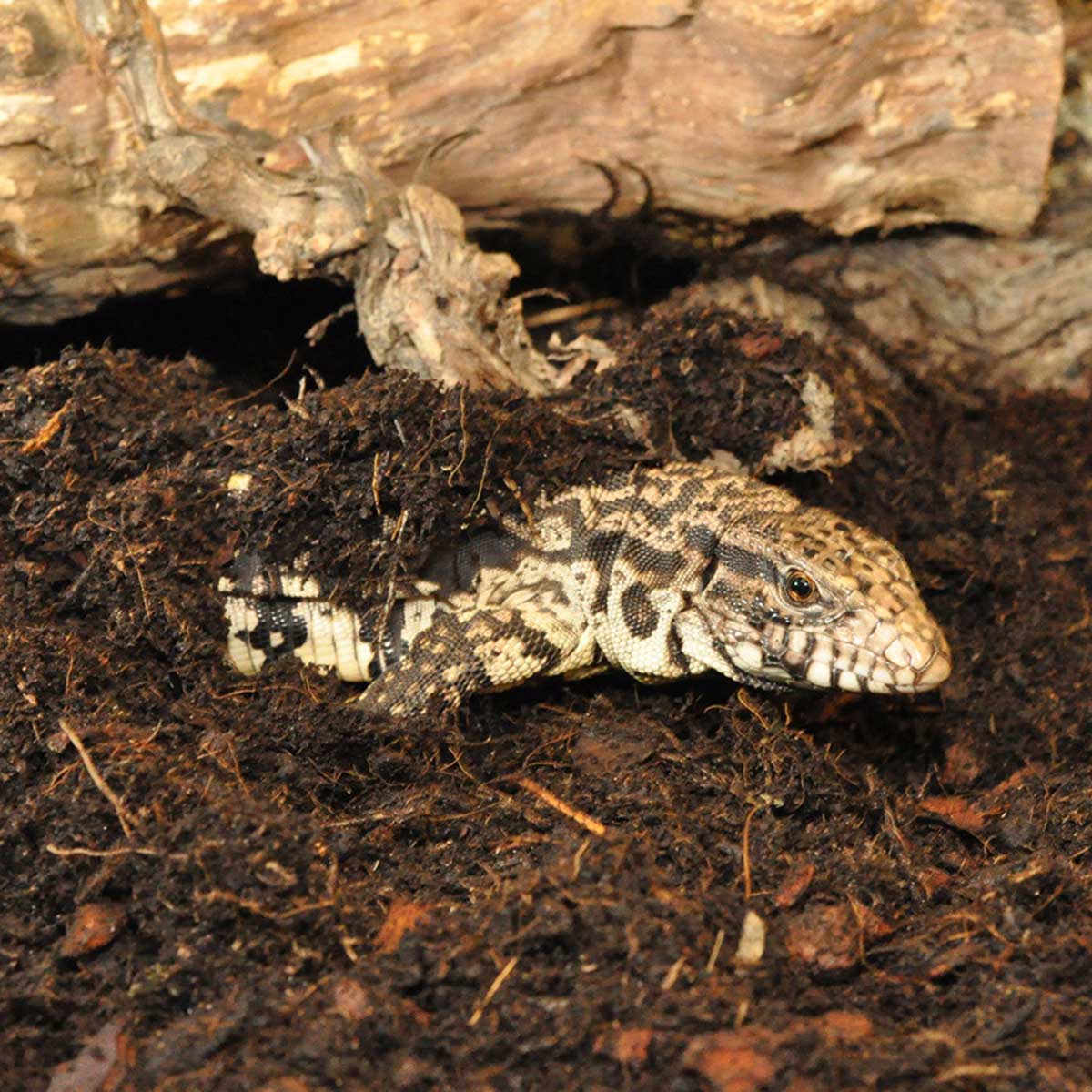 HabiStat Coir Substrate (5 Litre) - Image 3