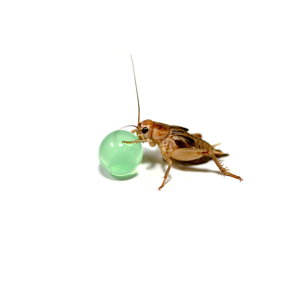 Habistat H20 Balls Multi 500g - Image 2