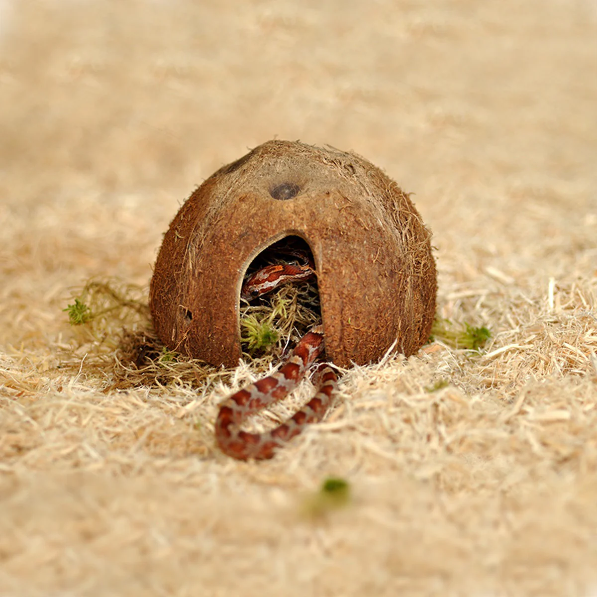 HabiStat Hatchling Snake Starter Kit Black 61 x 38 x 20cm - Image 5