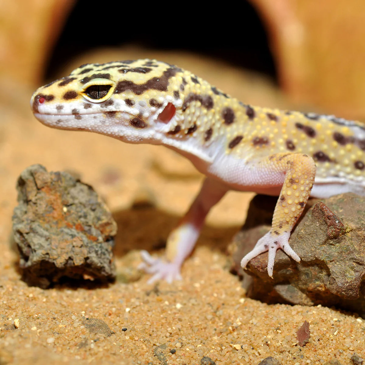 Habistat Leopard Gecko Bedding 5kg - Image 3