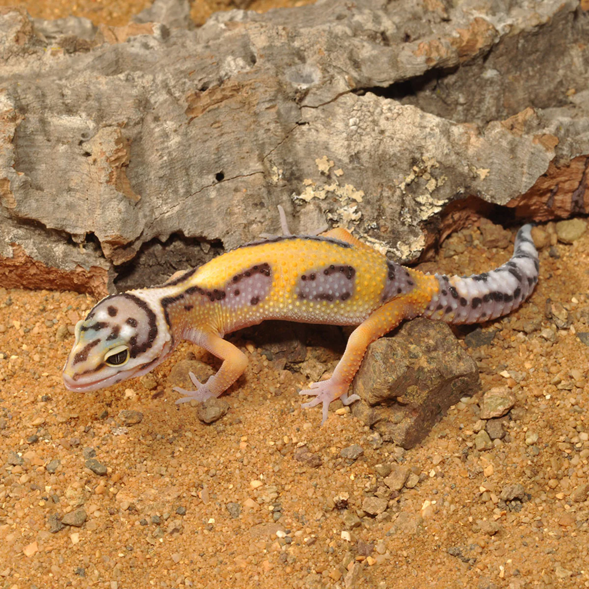 Habistat Leopard Gecko Bedding 5kg - Image 4