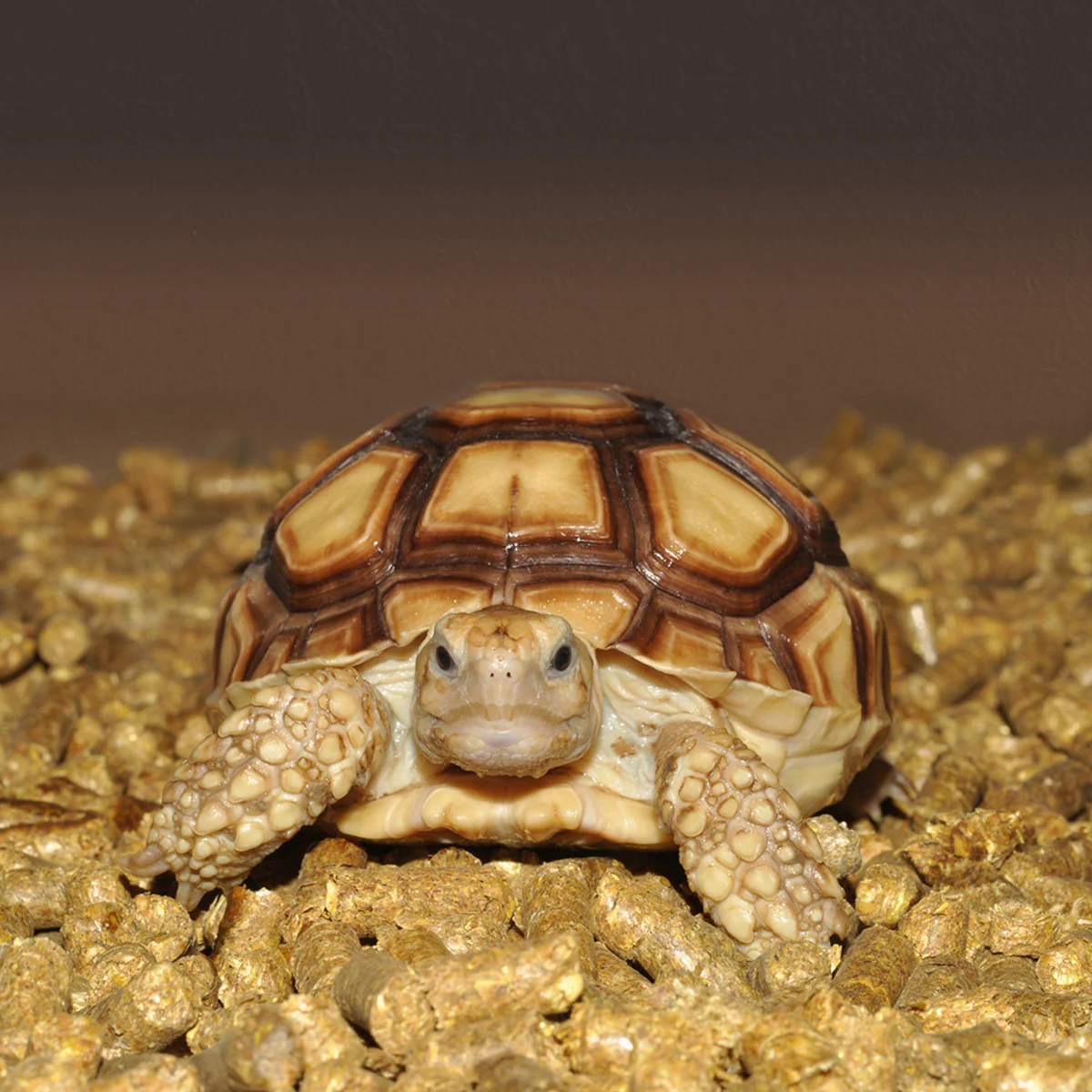 Habistat Repti-Turf 5 Litres - Image 3