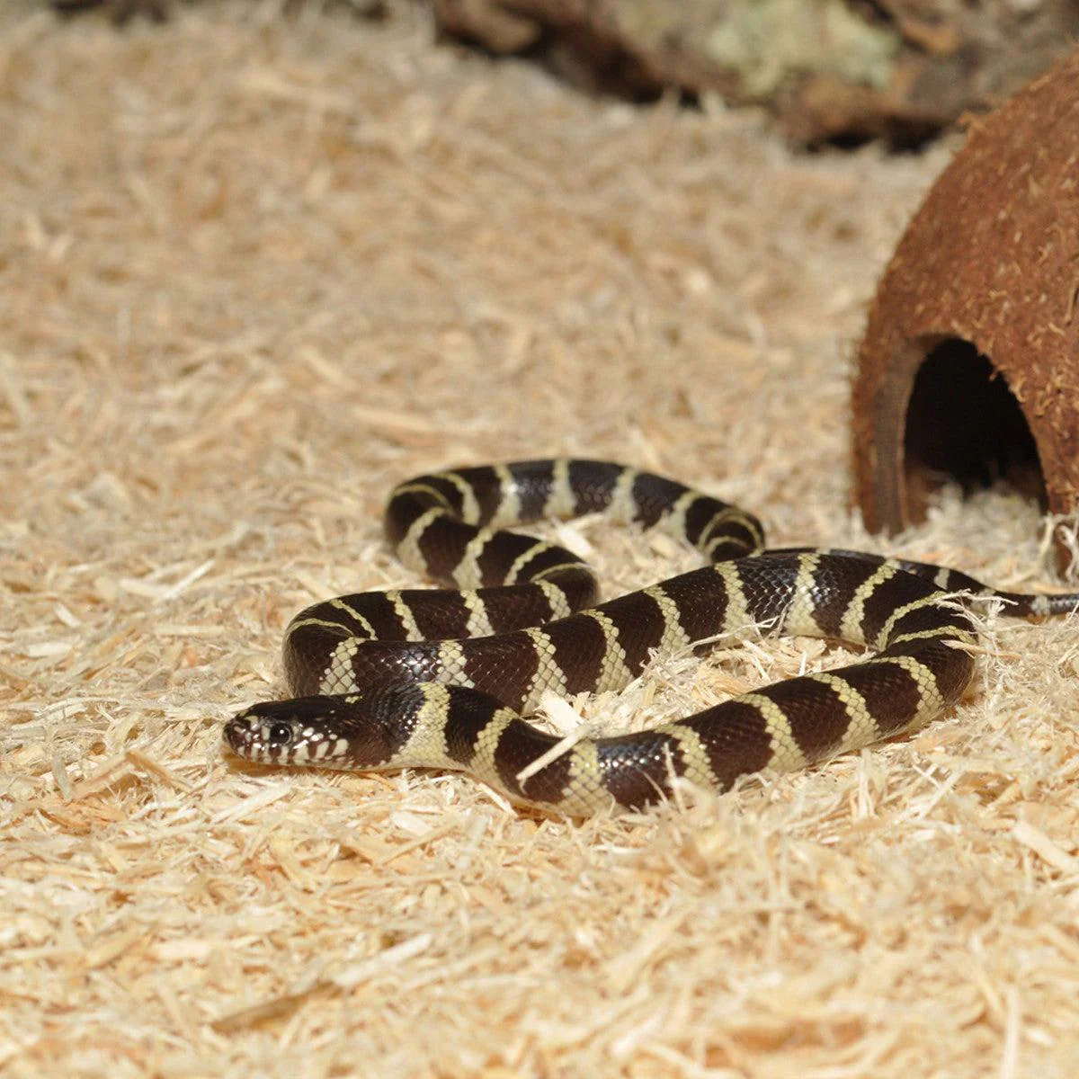 HabiStat Snake Bedding (10 Litres) - Image 3