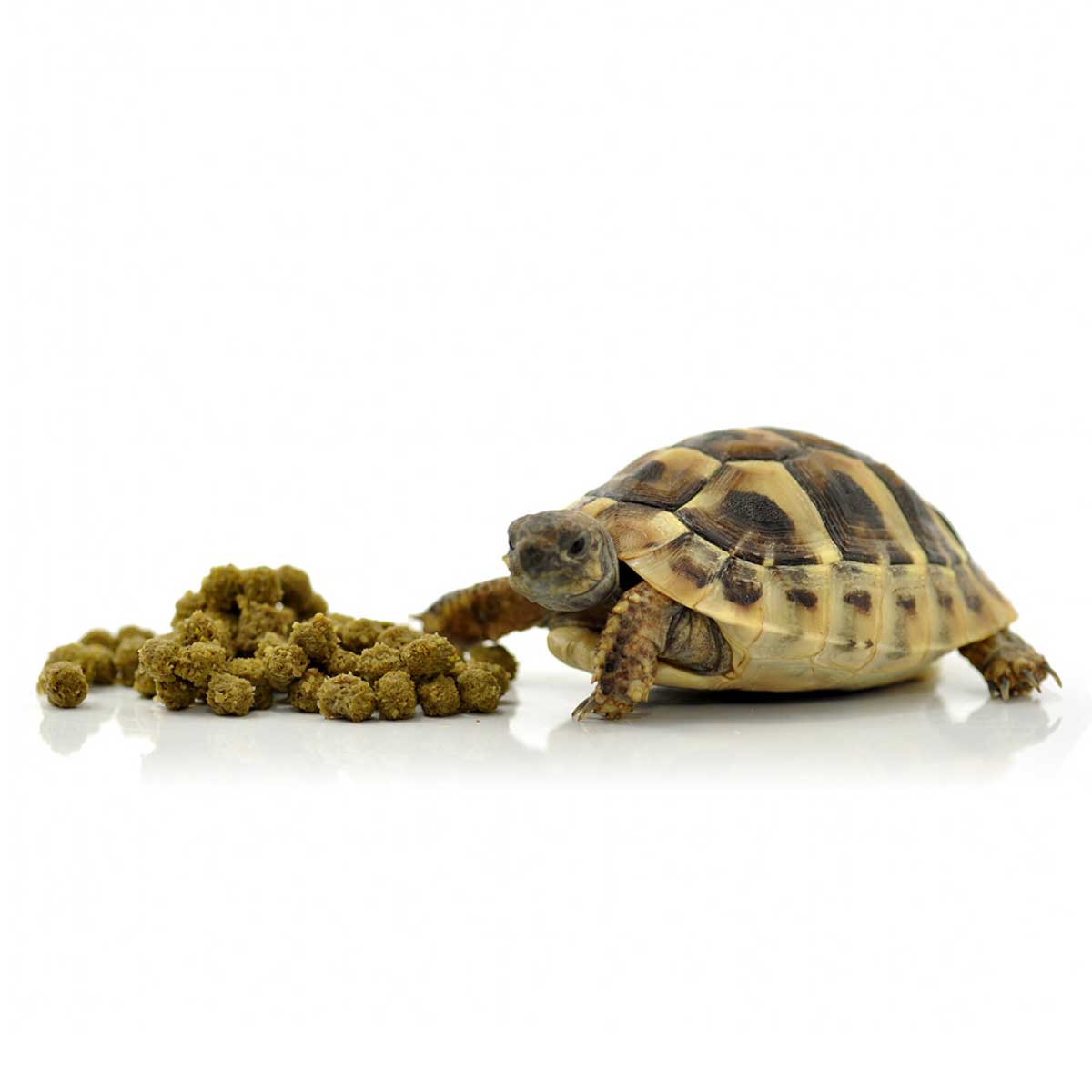 HabiStat Tortoise Food Fruit & Flower, 800g - Image 2
