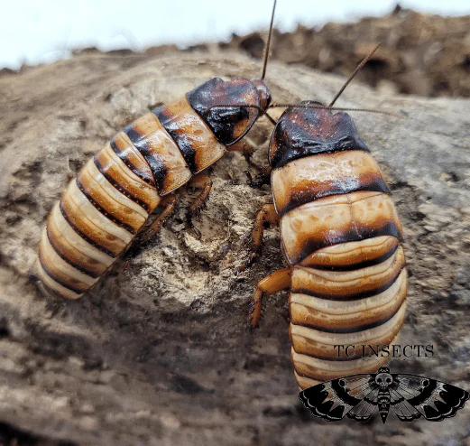 Halloween Hissing Cockroach (Elliptorhina javanica Halloween) - Image 2