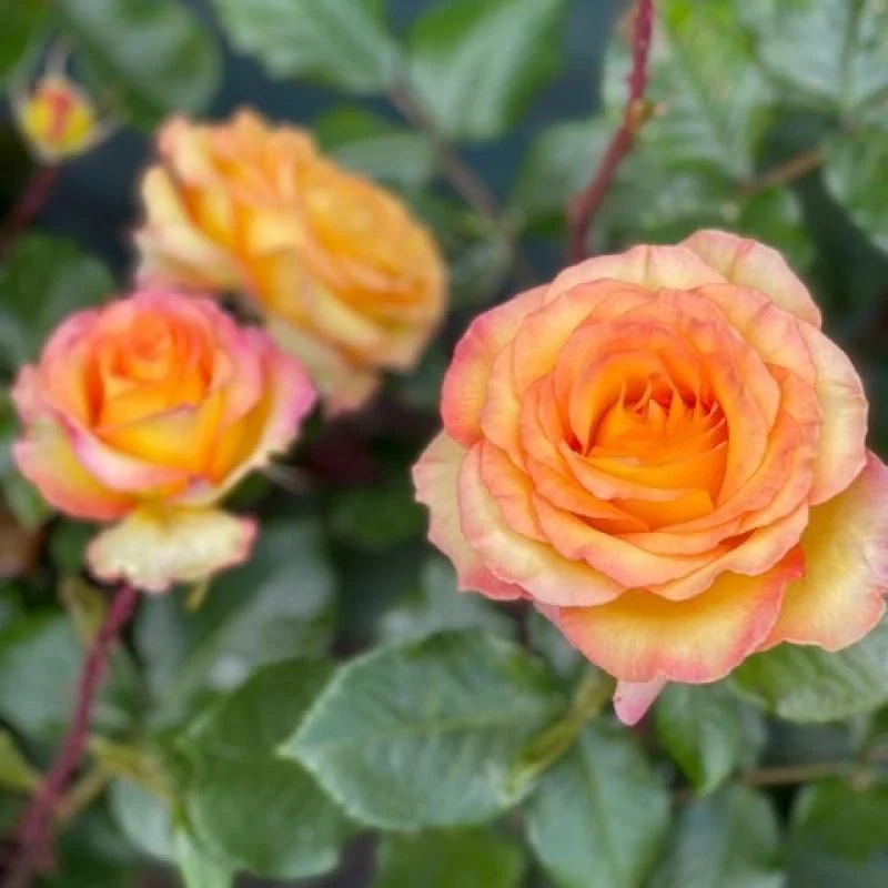Happy Birthday Hybrid Tea Rose 3.5 Litre - Image 2