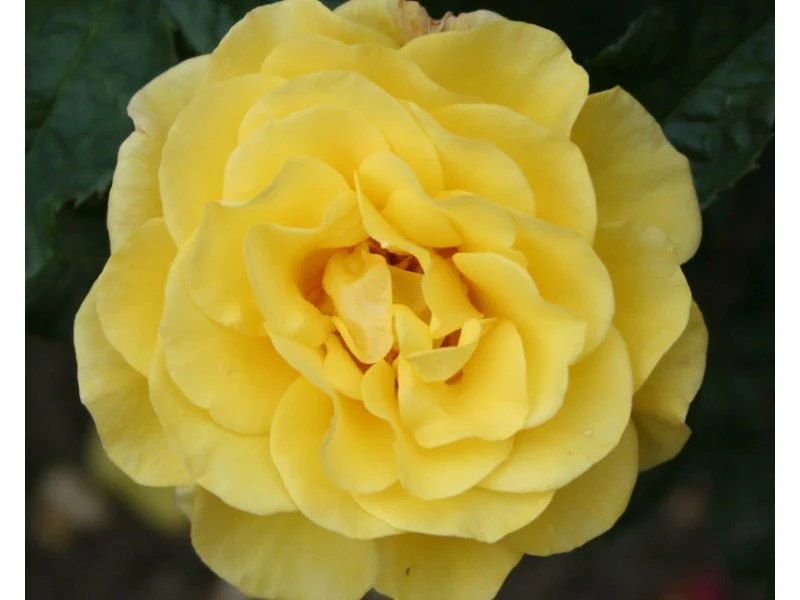 Happy Golden Wedding Floribunda Rose 3.5 Litre