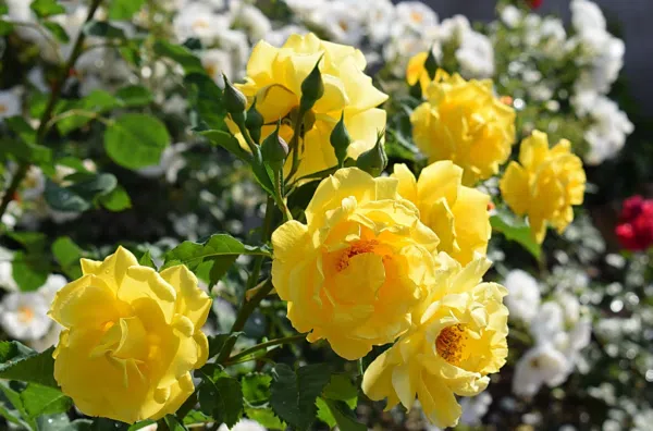 Happy Golden Wedding Floribunda Rose 3.5 Litre - Image 2