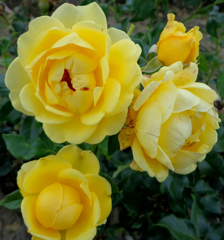 Happy Golden Wedding Floribunda Rose 3.5 Litre - Image 3
