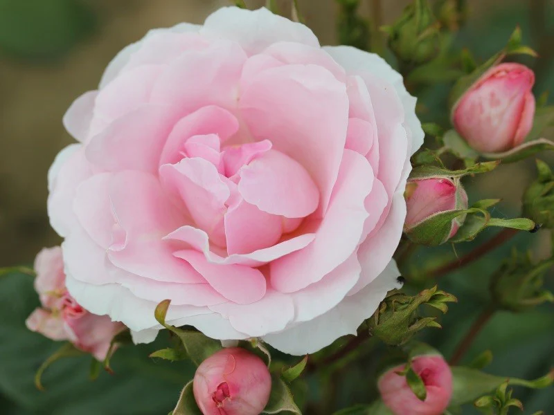 Happy Silver Wedding Floribunda Rose 3.5 Litre