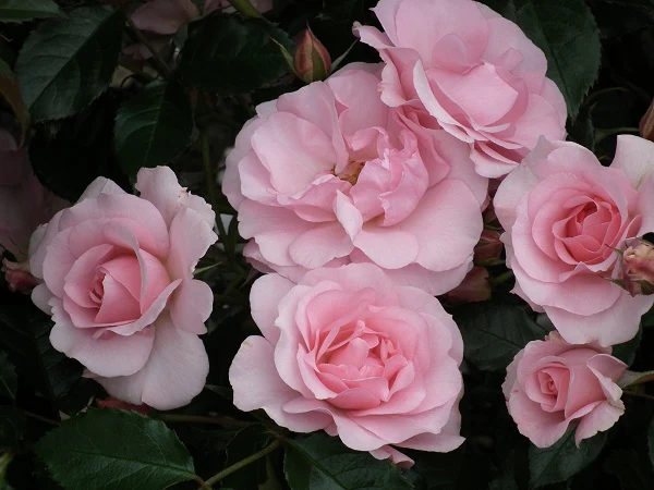 Happy Silver Wedding Floribunda Rose 3.5 Litre - Image 2