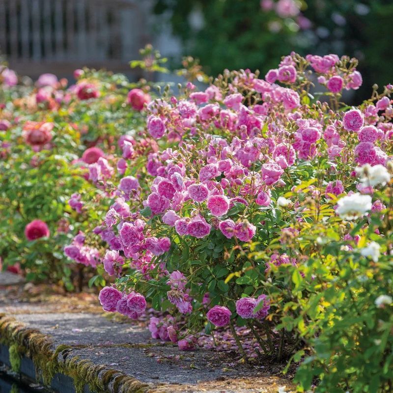 Harlow Carr David Austin Fragrant Rose 6 Litre - Image 2