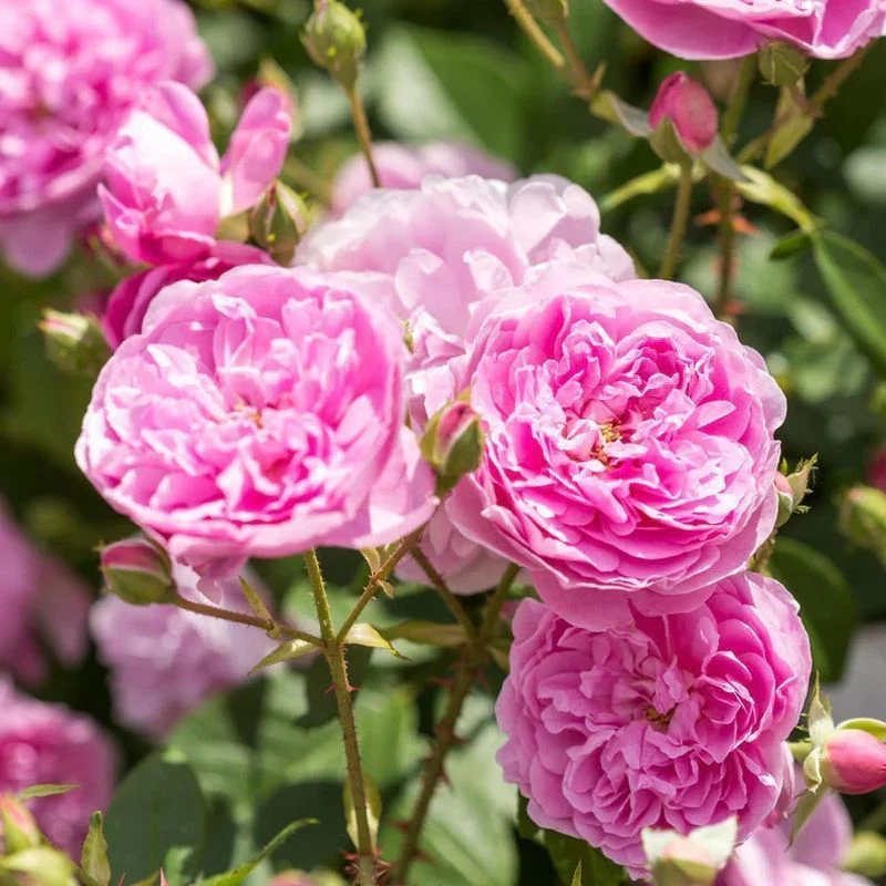 Harlow Carr David Austin Fragrant Rose 6 Litre - Image 3