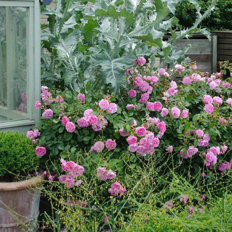 Harlow Carr David Austin Fragrant Rose 6 Litre - Image 4