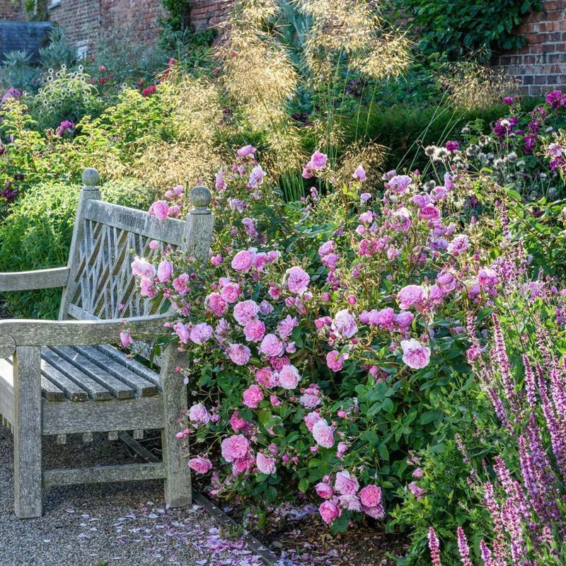 Harlow Carr David Austin Fragrant Rose 6 Litre - Image 5