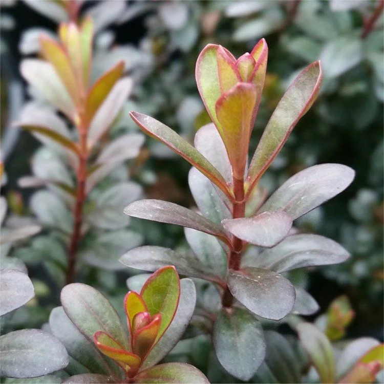 Hebe 'Bronze Glow' 2 Litre - Image 2