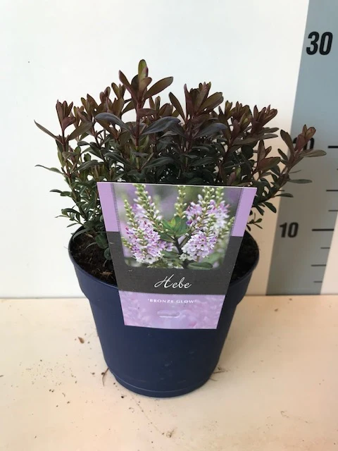 Hebe 'Bronze Glow' 2 Litre - Image 3