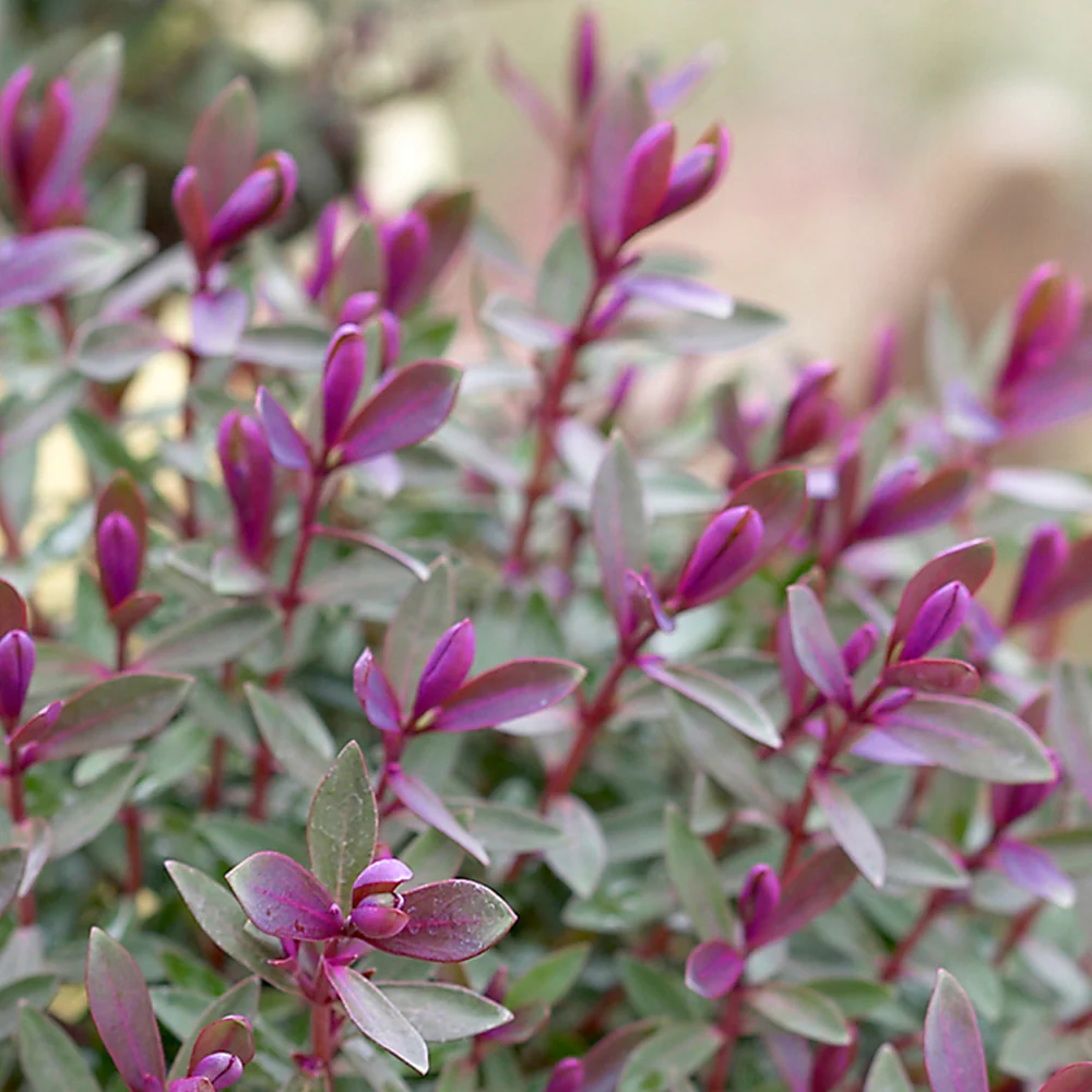 Hebe 'Caledonia' 2 Litre - Image 2
