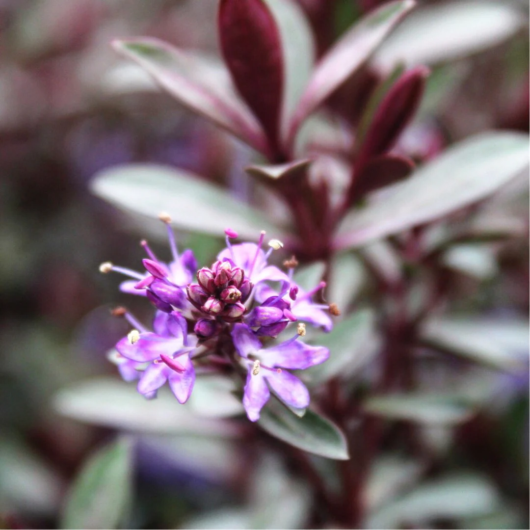 Hebe 'Caledonia' 2 Litre - Image 3