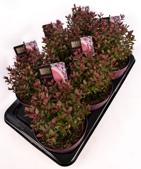 Hebe 'Caledonia' 2 Litre - Image 4