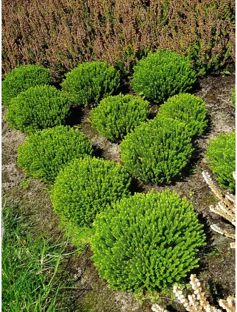 Hebe 'Emerald Green' 2 Litre - Image 3