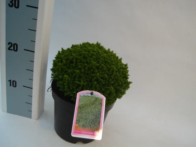 Hebe 'Emerald Green' 2 Litre - Image 4