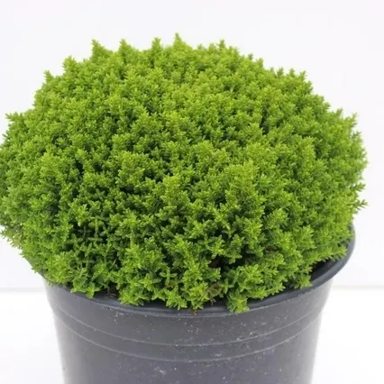 Hebe 'Emerald Green'  P13