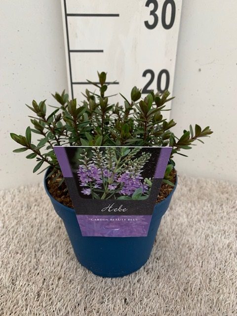 Hebe 'Garden Beauty Blue' 2 Litre - Image 3