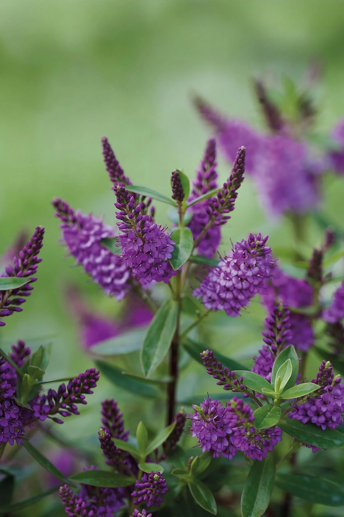 Hebe 'Garden Beauty Purple' 2 Litre - Image 2