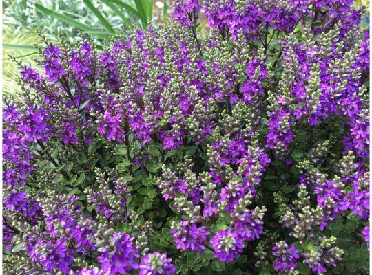 Hebe 'Garden Beauty Purple' 2 Litre - Image 3