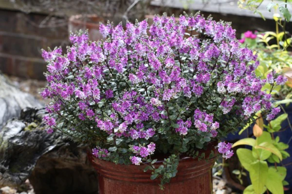 Hebe 'Garden Beauty Purple' 2 Litre - Image 4