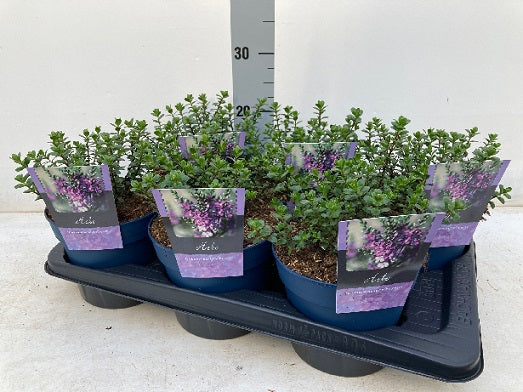 Hebe 'Garden Beauty Purple' 2 Litre - Image 5