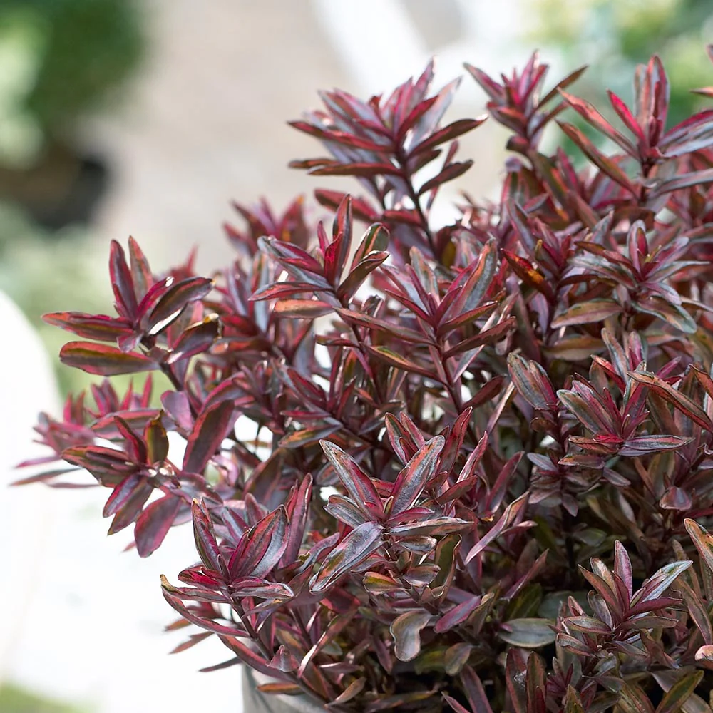 Hebe 'Wild Romance' 2 Litre