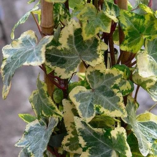 Hedera Mix (Single Cane | 2 Litre) - Image 2