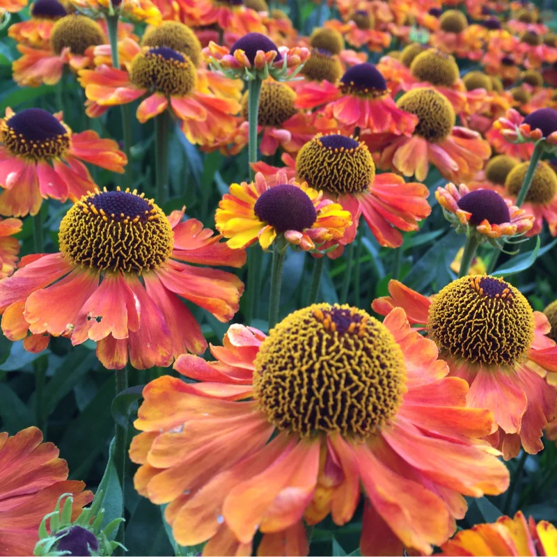 Helenium 'Mardi Gras' 2L