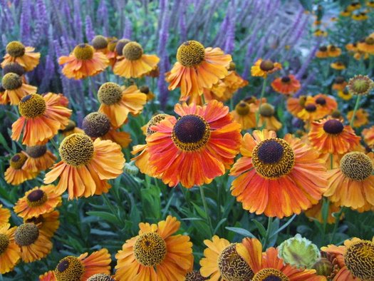 Helenium 'Mardi Gras' 2L - Image 2