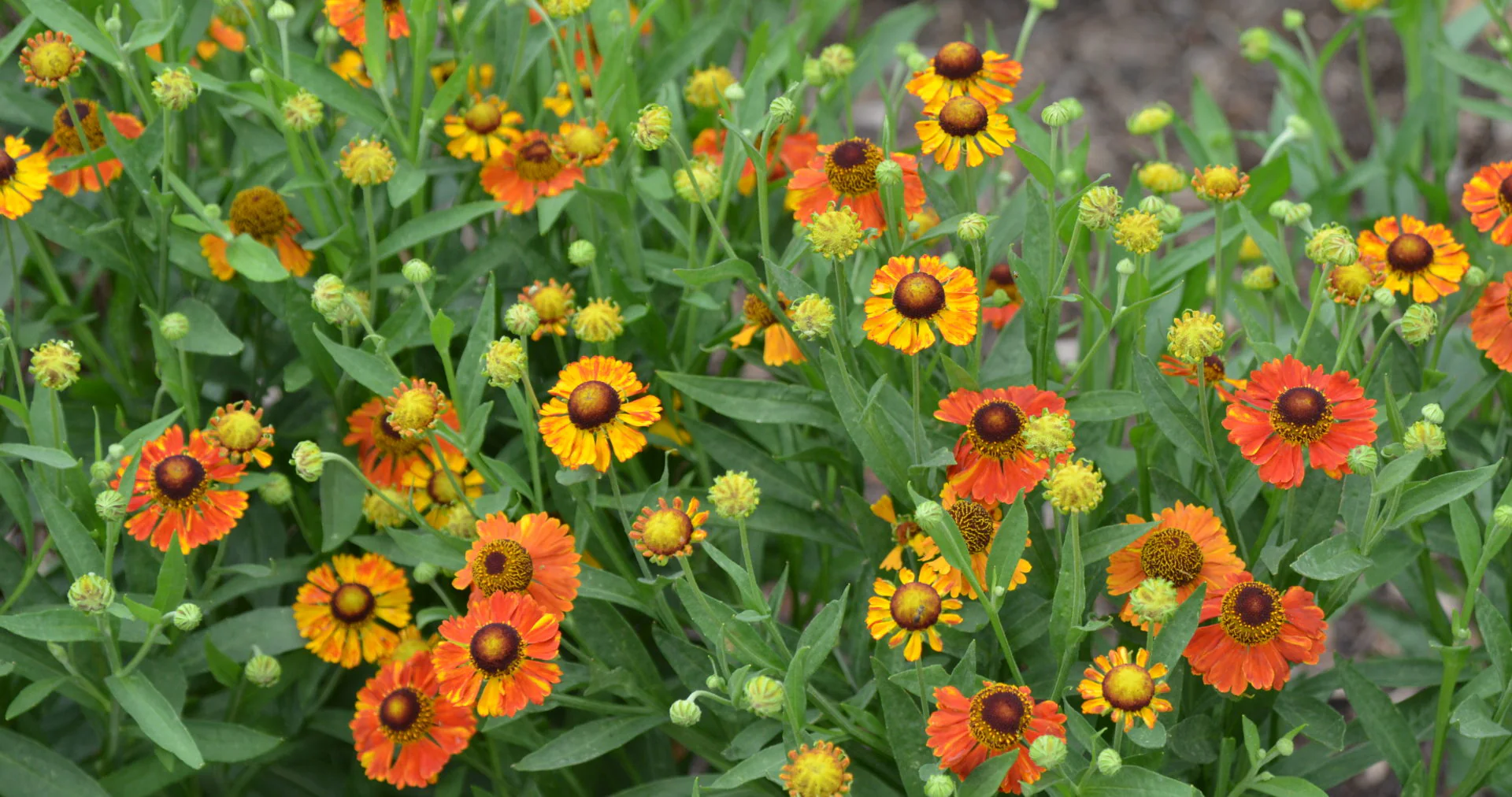 Helenium 'Mardi Gras' 2L - Image 3