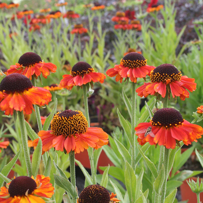 Helenium 'Short n Sassy' 2L