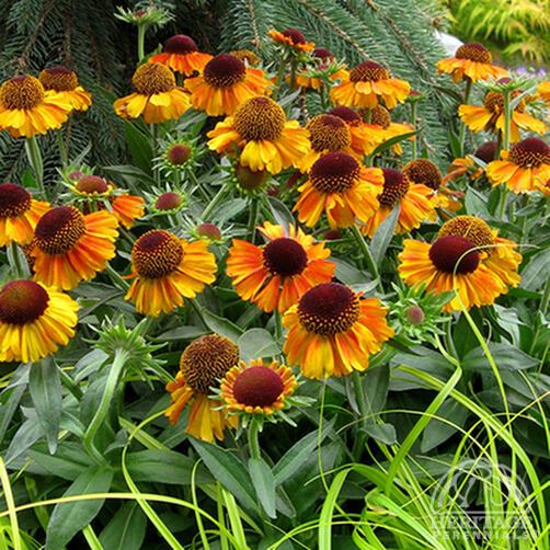 Helenium 'Short n Sassy' 2L - Image 2