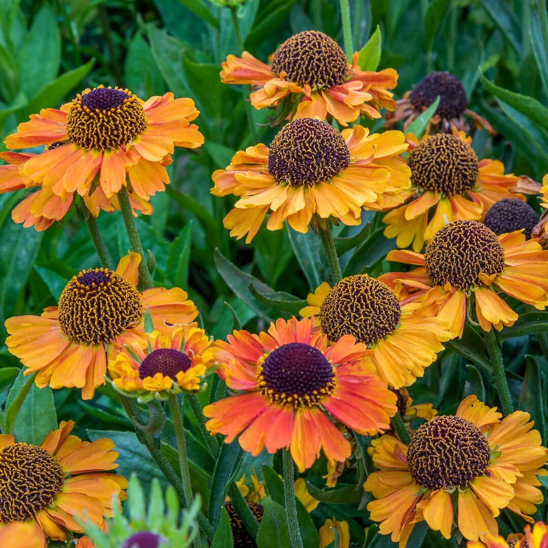 Helenium 'Short n Sassy' 2L - Image 3