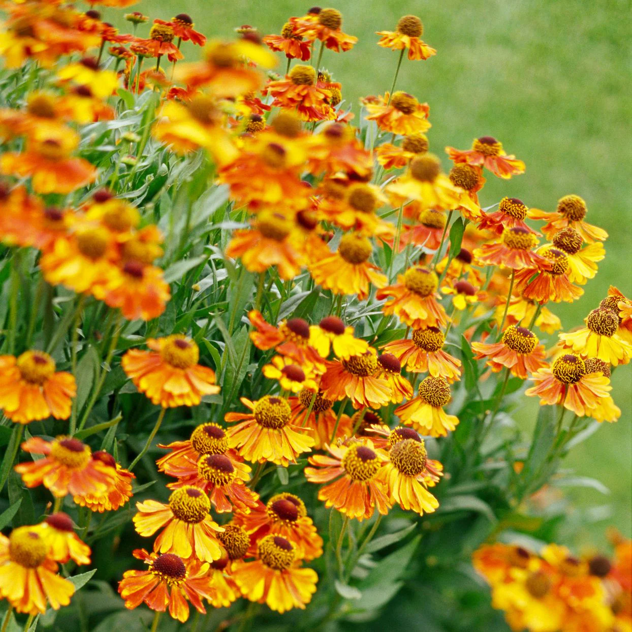 Helenium 'Short n Sassy' 2L - Image 4